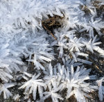 Frost Crystals growing in Idaho