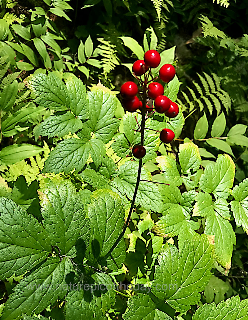 Ferns & Berries in the sun.