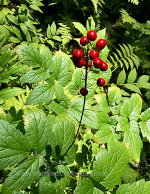 Ferns & Berries in the sun.