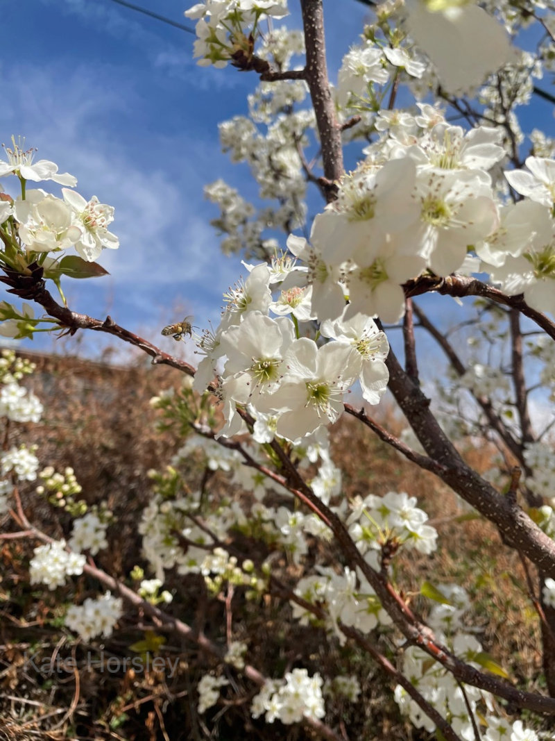 Spring in New Mexico