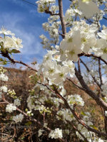 Spring in New Mexico