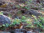 Chipmunk in Oregon