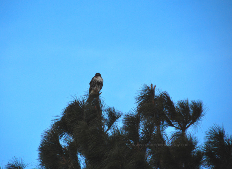 Field Hawk on top of a Ponderosa