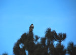 Field Hawk on top of a Ponderosa