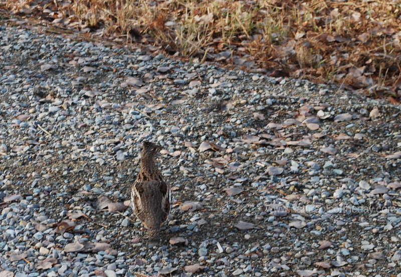 Ruffed Grouse