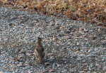 Ruffed Grouse