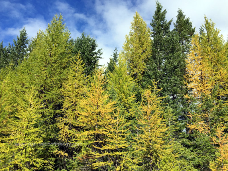 Pretty trees in Idaho