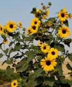 Sunflower in Idaho