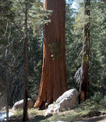 Giant Sequoia Redwood Tree