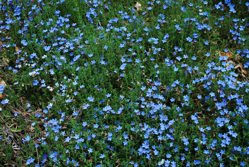 Blue flowers