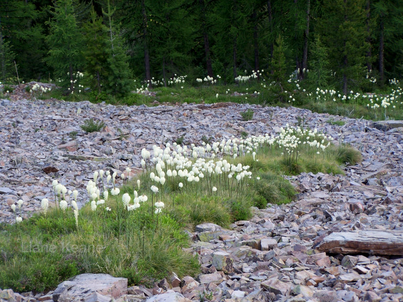 Bear Grass In The Woods