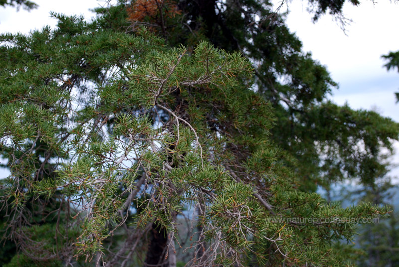 Tree branches in Montana