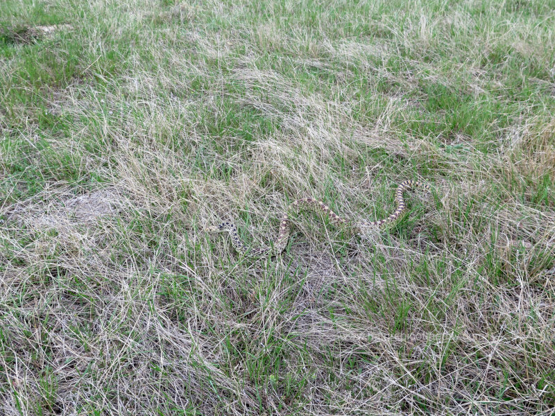 Bull Snake in Montana