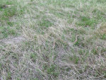 Bull Snake in Montana