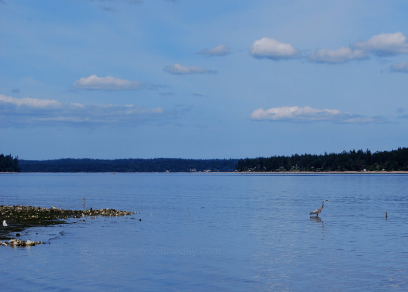 Heron Hunting in Puget Sound