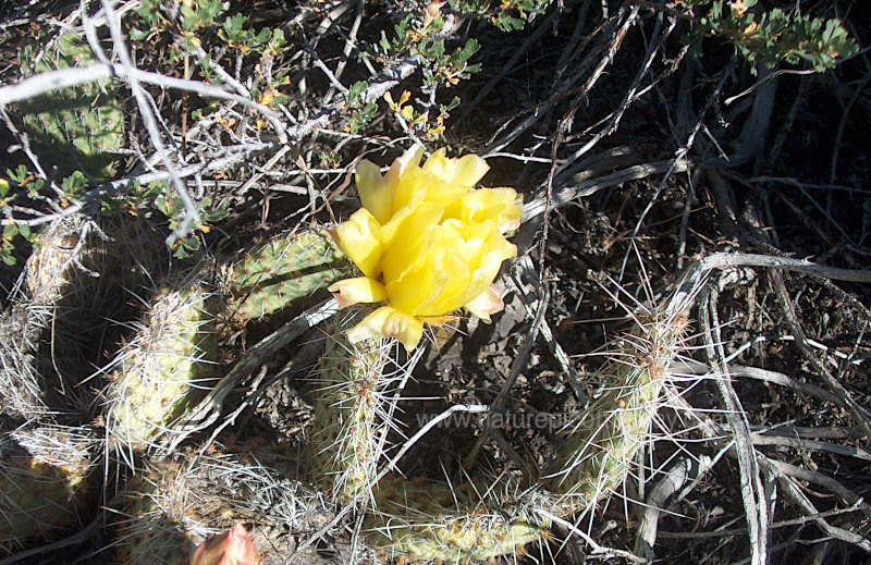 Prickly Pear In The Desert