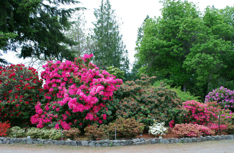 Rhododendrons in Washington