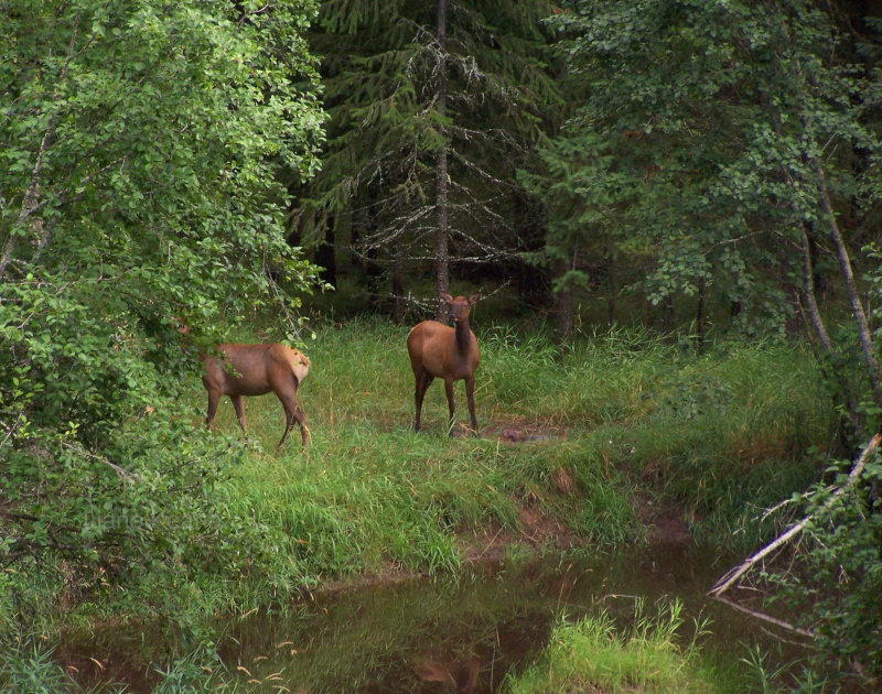 Elk Calves in Montana