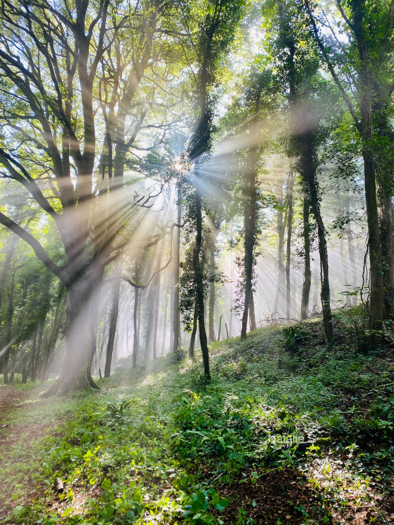 Beautiful walk in the woods.