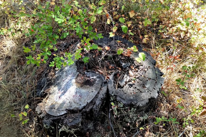 Nine Bark and a heart shaped stump.