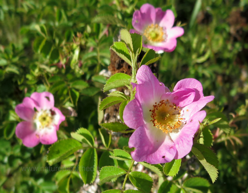 Wild Rose Bush