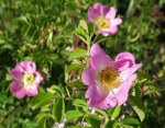 Wild Rose Bush