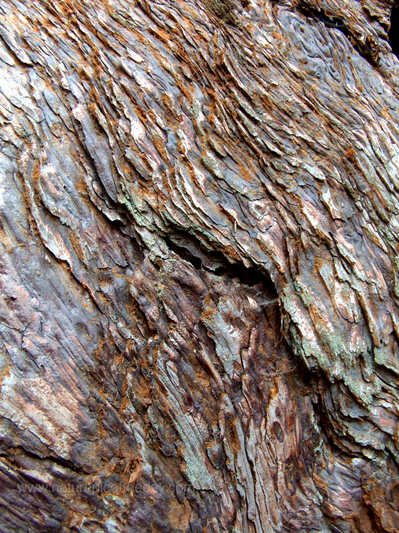 Sequoia Bark