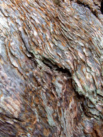 Sequoia Bark