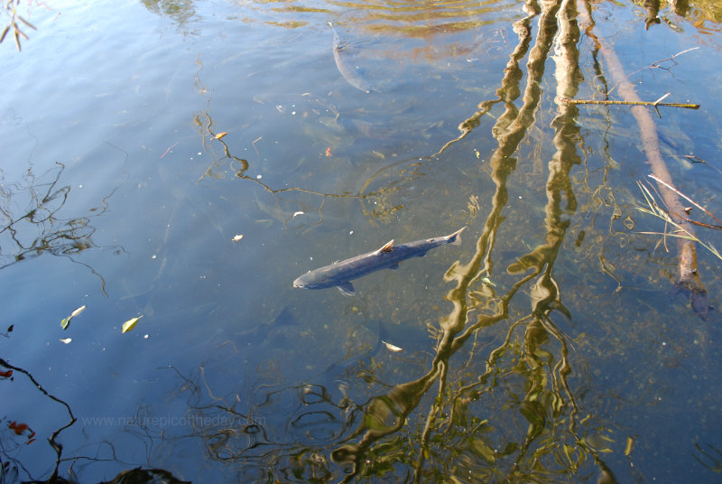 Salmon on the Olympic Peninsula