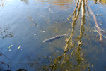 Salmon on the Olympic Peninsula