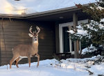 Buck in a snowy yard in Minnesota