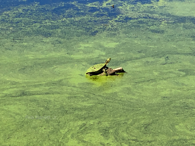 Turtle in a lake in Minnesota