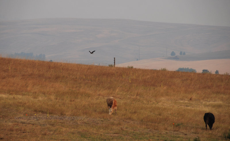 Cows, hawks and smoke!