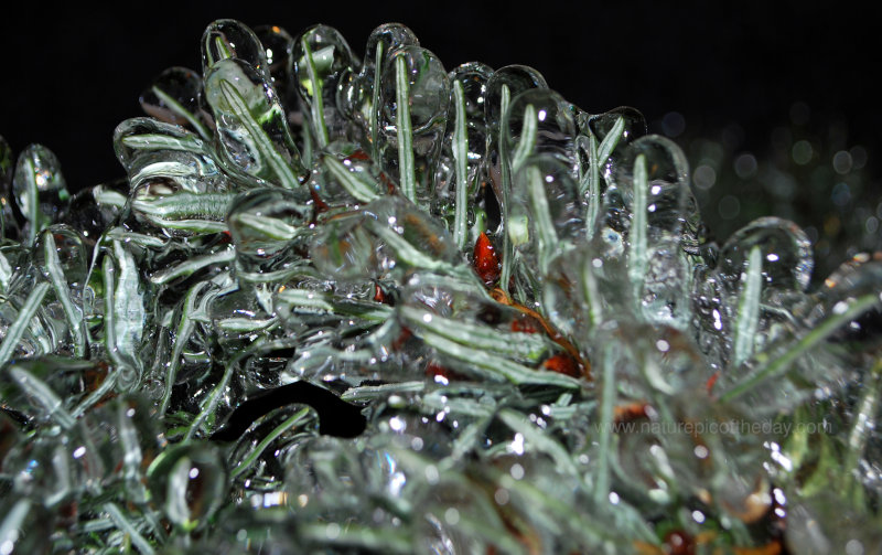 Ice on Pine Needles