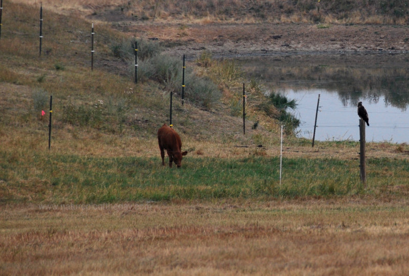 A hawk and a cow