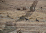 A Whitetail doe and yearling run through a field on the Palouse.