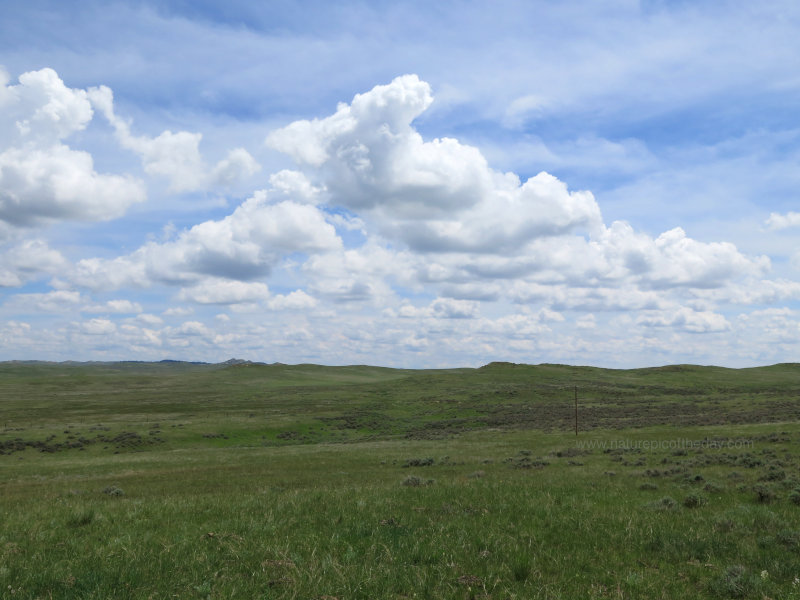 Spring in Montana