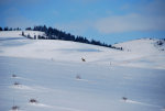 Coyote on the hunt