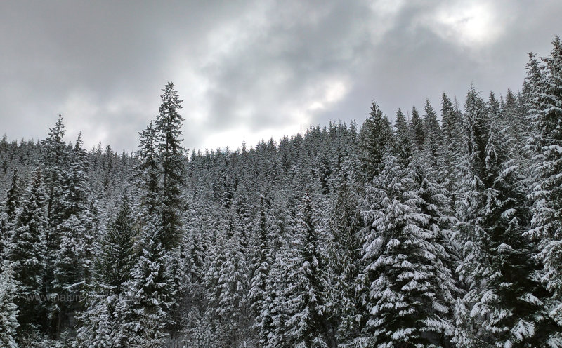 Snowfall