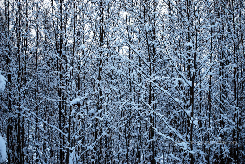 Snow on Alders