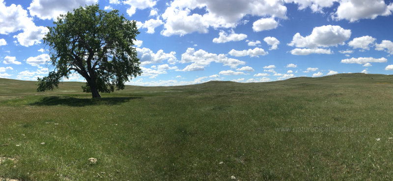 Spring on the prairie