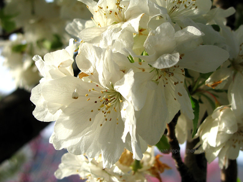 Beautiful blossoms blooming