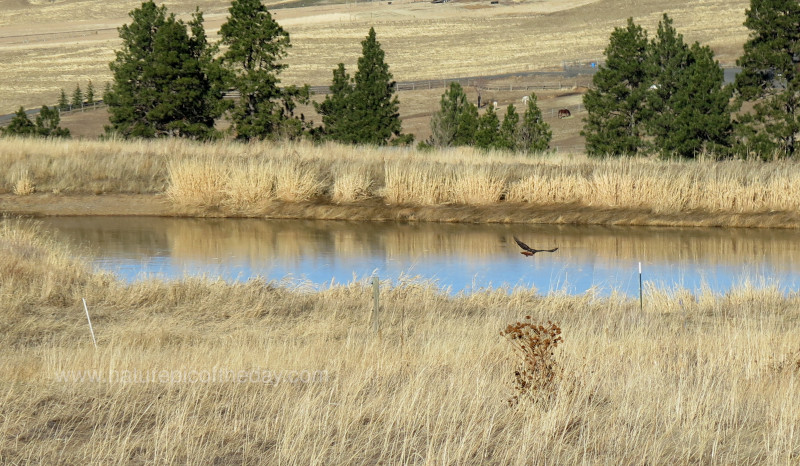 Hawk.  Better than a cat.