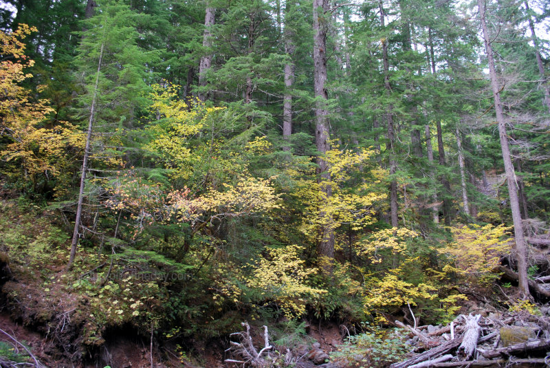 Mount Rainier National Park in the Fall