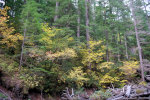 Mount Rainier National Park in the Fall