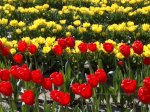 Tulips in Washington State