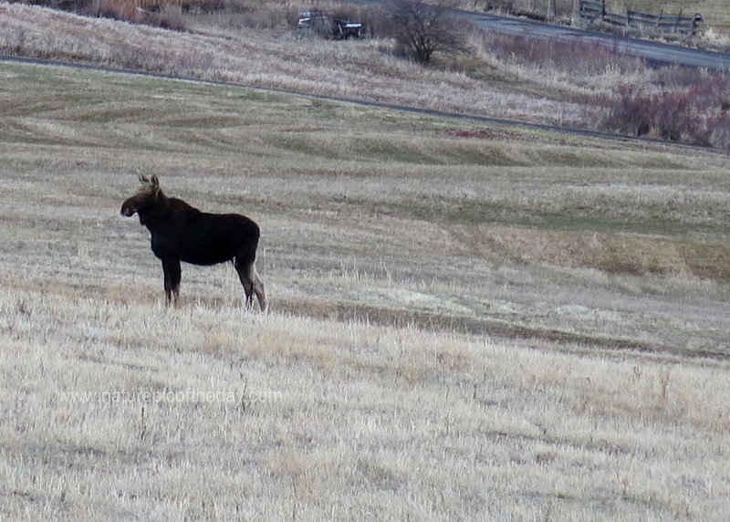 A trotting moose pauses for a moment.