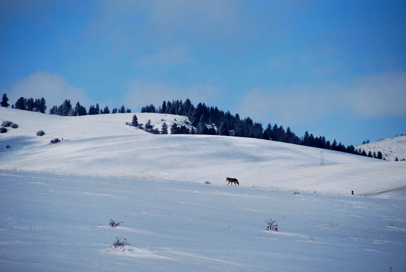 Coyote and snow!