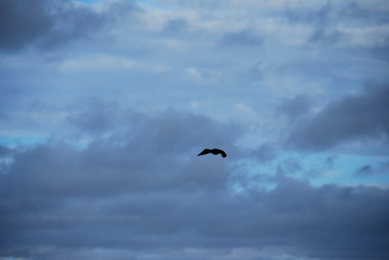 Field Hawk in Idaho