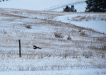 Field Hawk on the Wing